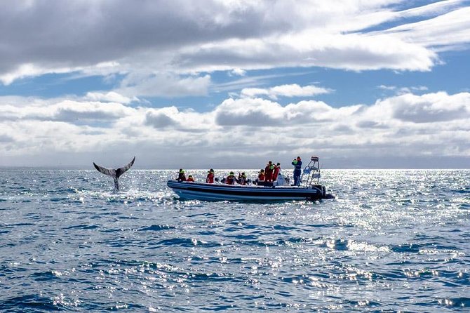 RIB Whale Watching Small-Group Boat Tour from Reykjavik - Price and value: is $208.09 worth it?