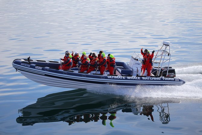 RIB Whale Watching Small-Group Boat Tour from Reykjavik - Who should book this RIB tour, and who should skip it