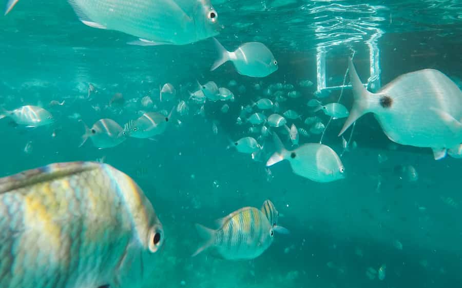 Rio de Janeiro: Ilha Grande with Boat Tour & Optional Lunch - The Blue Lagoon snorkeling pool: fish, corals, starfish