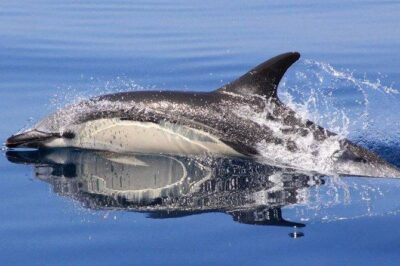 Safari & Boat Tour - Mountains & Dolphins - Stop 2: Albufeira Marina Boat Trip for Caves and Dolphins