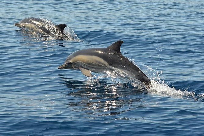 Safari & Boat Tour - Mountains & Dolphins - Tips for Your Day: What to Bring, Where to Sit, and When to Swim