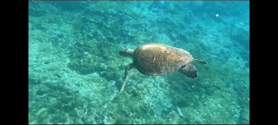 Santa Maria: Snorkeling Boat Tour - Caldeirinha Shipwreck Snorkel: Fish, Corals, and the Turtle Mission