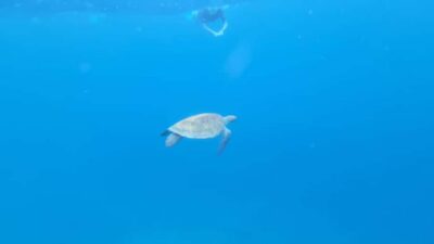 Santa Maria: Snorkeling Boat Tour - Meeting Nando Tours at Lobstar: Getting Ready Without the Fuss
