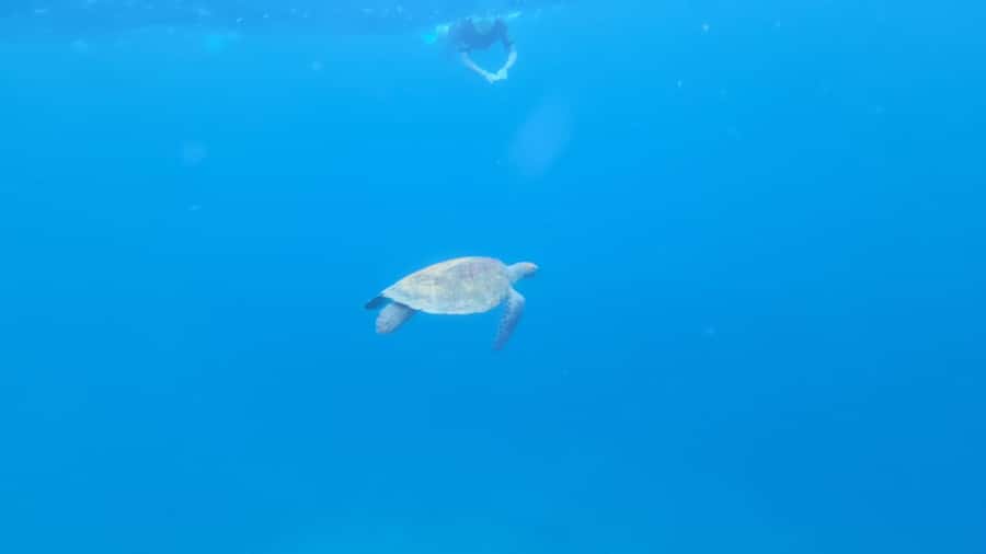 Santa Maria: Snorkeling Boat Tour - Meeting Nando Tours at Lobstar: Getting Ready Without the Fuss