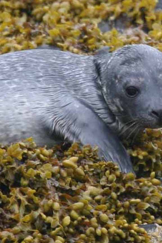Scottish Highlands: Isle of Skye Glass-Bottom Boat Tour - Key highlights worth planning for