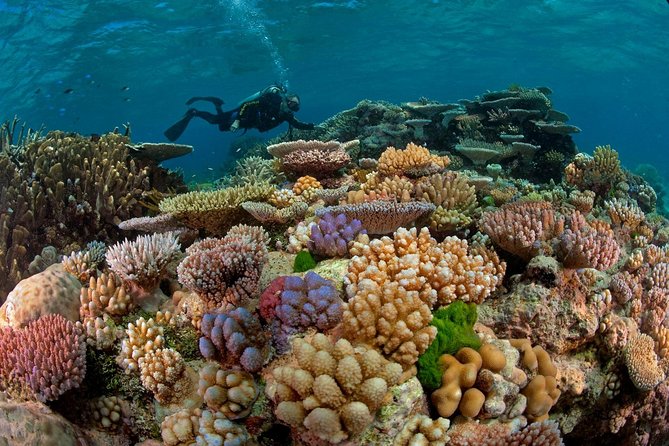 Scuba Diving Full Day Boat Trip for beginners With Lunch & Transfer – Hurghada - Key points to know before you go