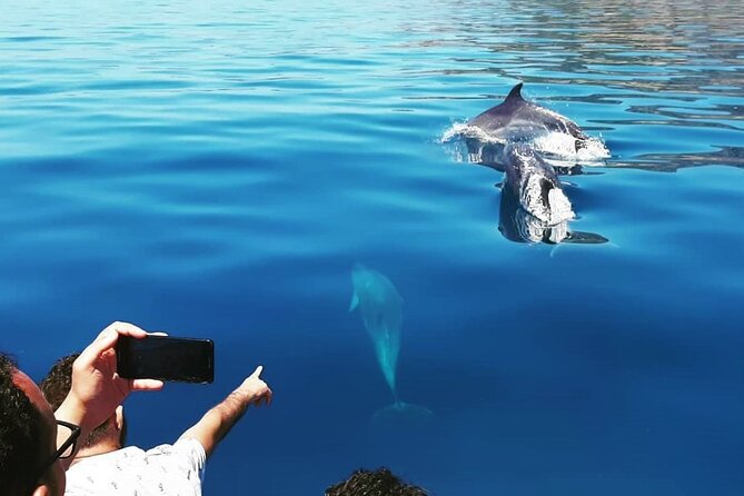 Sesimbra: Arrábida Dolphin and Whale Watching tour with biologist - Meet at Sesimbra Marina: timing, comfort, and what’s included