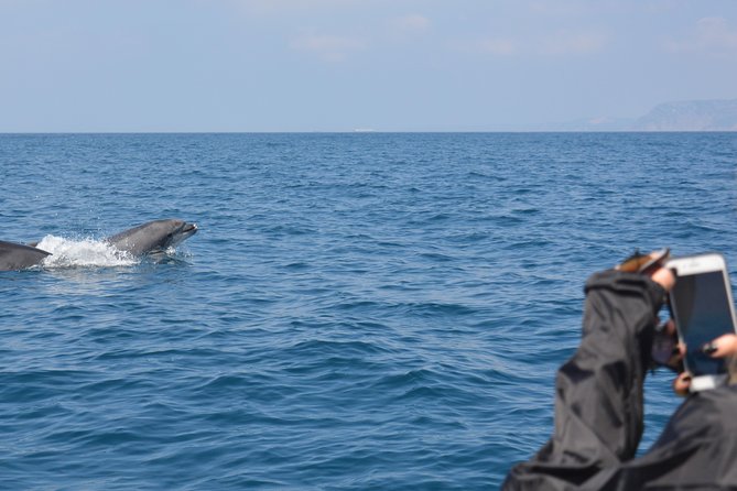 Sesimbra: Arrábida Dolphin and Whale Watching tour with biologist - Boat ride reality check: speed, sun, and staying comfortable