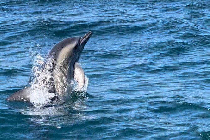Sesimbra: Arrábida Dolphin and Whale Watching tour with biologist - Who this tour fits best in your Portugal plan