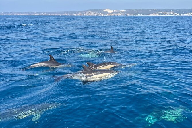 Sesimbra: Arrábida Dolphin and Whale Watching tour with biologist - Price and value: what you get for about $66