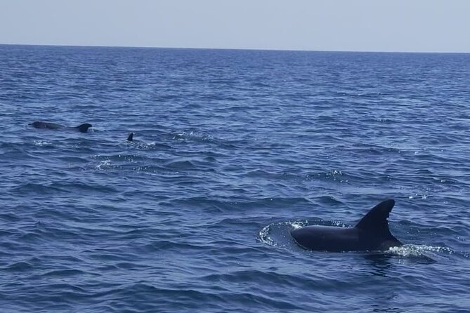 Sesimbra: Arrábida Dolphin and Whale Watching tour with biologist - On the water with the biologist: how the search usually feels
