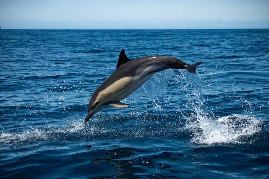 Sesimbra: Arrábida Dolphin Watching Boat Tour with Biologist - Quick hits you’ll actually care about