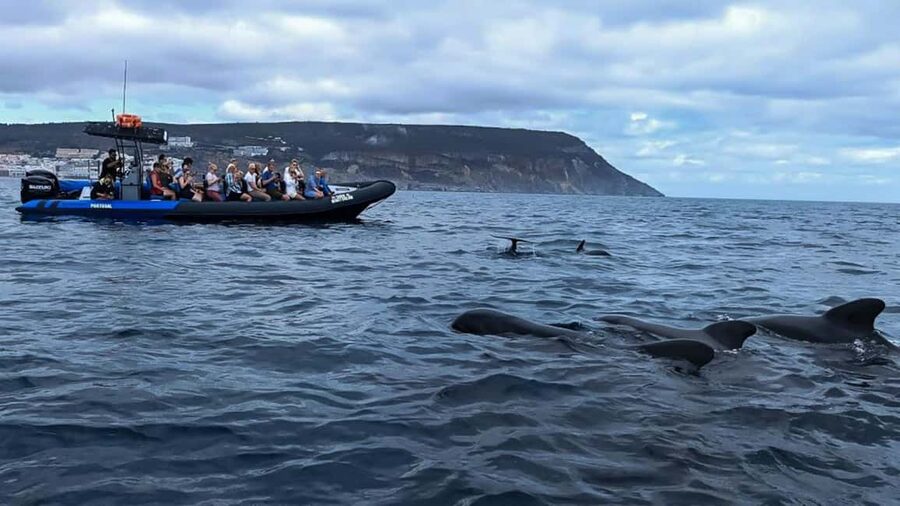 Sesimbra: Arrábida Dolphin Watching Boat Tour with Biologist - Safety, comfort, and the weather reality