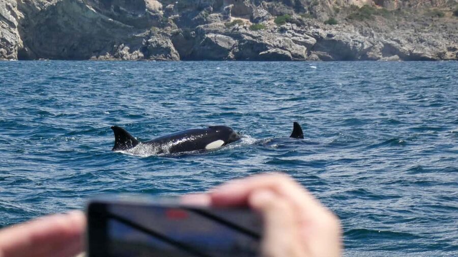 Sesimbra: Arrábida Dolphin Watching Boat Tour with Biologist - Getting to the ESPADARTE pier in Sesimbra