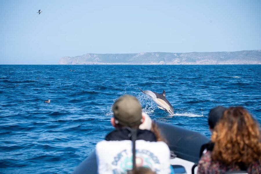 Sesimbra: Arrábida Dolphin Watching Boat Tour with Biologist - The first cruise windows: where wildlife watching turns real