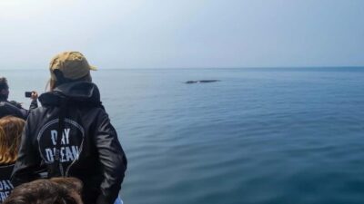 Sesimbra: Arrábida Dolphin Watching Boat Tour with Biologist - The 30-minute Sesimbra briefing that sets expectations