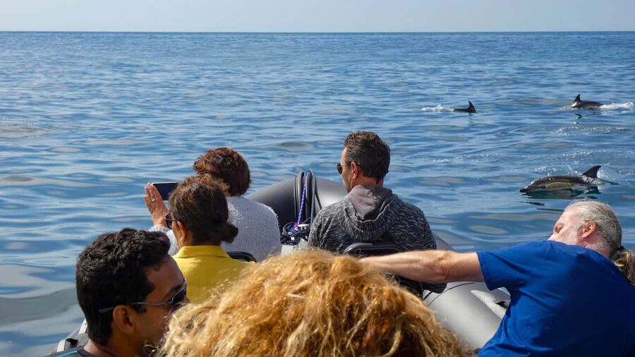 Sesimbra: Arrábida Dolphin Watching Boat Tour with Biologist - Photo stops that aren’t just filler: Praia da Mijona and coastline views