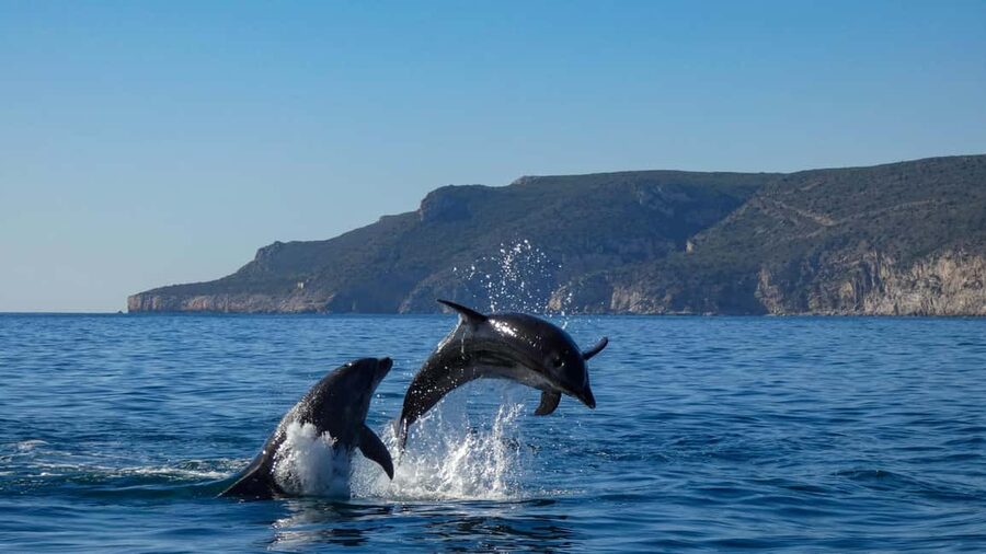 Sesimbra: Arrábida Dolphin Watching Boat Tour with Biologist - Back toward Sesimbra: a final wildlife scan along the shore