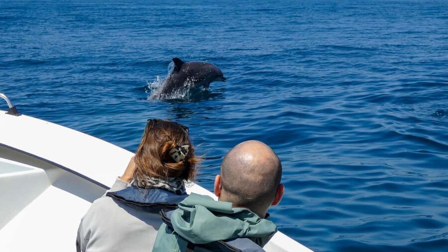 Sesimbra: Arrábida Dolphin Watching Boat Tour with Biologist - Marine biologist guide: what you’ll learn beyond names