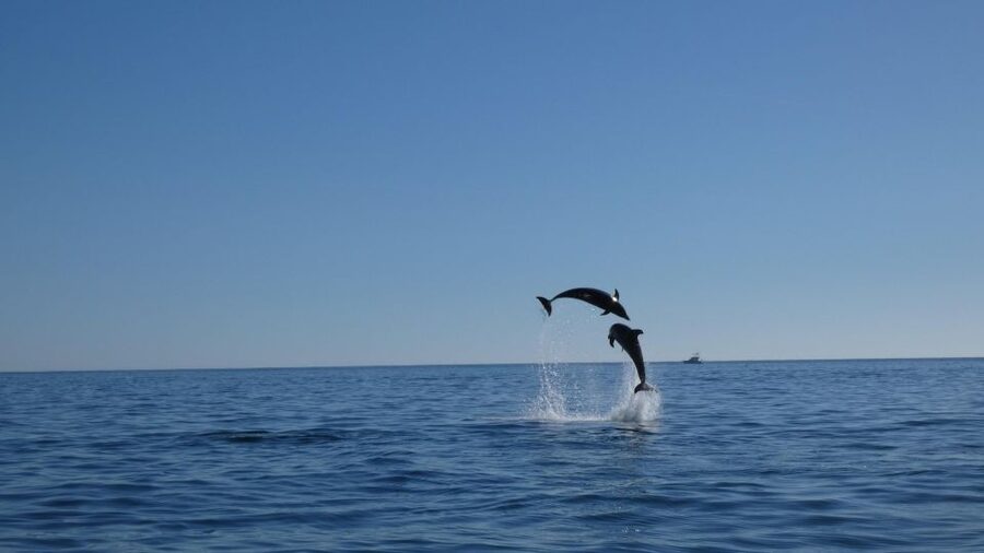 Sesimbra: Arrábida Dolphin Watching Boat Tour with Biologist - Value for $63: what you’re getting and why it’s not just a boat ride