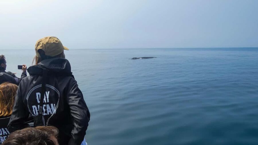 Sesimbra: Arrábida Dolphin Watching Boat Tour with Biologist - The 30-minute Sesimbra briefing that sets expectations