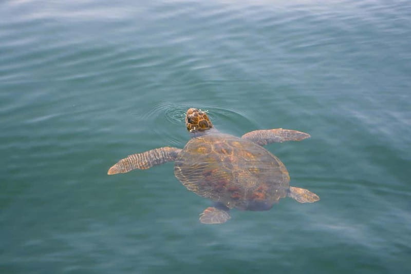 Sesimbra: Dolphin Watching Boat Tour with Biologist Guide - Who should book this tour, and who should reconsider