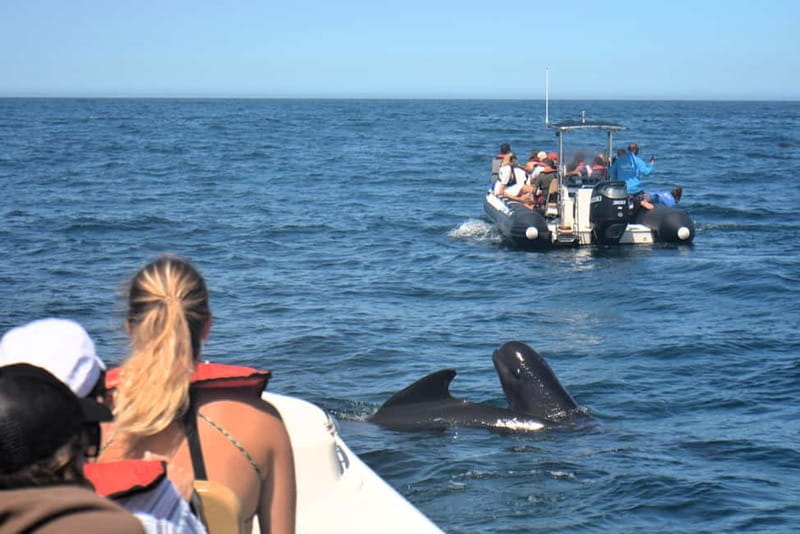 Sesimbra: Dolphin Watching Boat Tour with Biologist Guide - Dolphin etiquette and eco rules you can feel on the water