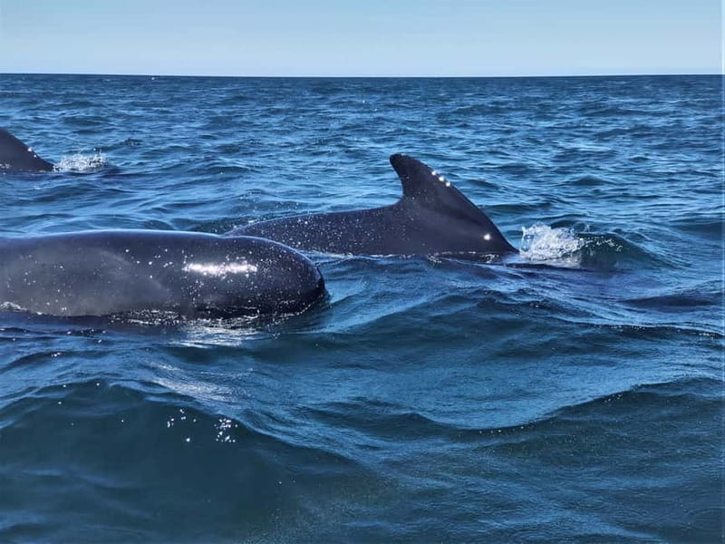 Sesimbra: Dolphin Watching Boat Tour with Biologist Guide - Following the coast: how the route helps your dolphin odds