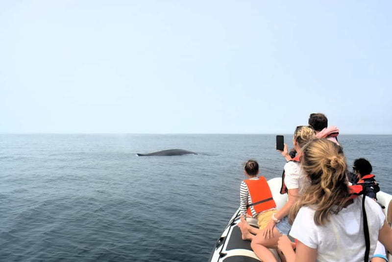Sesimbra: Dolphin Watching Boat Tour with Biologist Guide - After the wildlife: what you get back at Sesimbra Marina