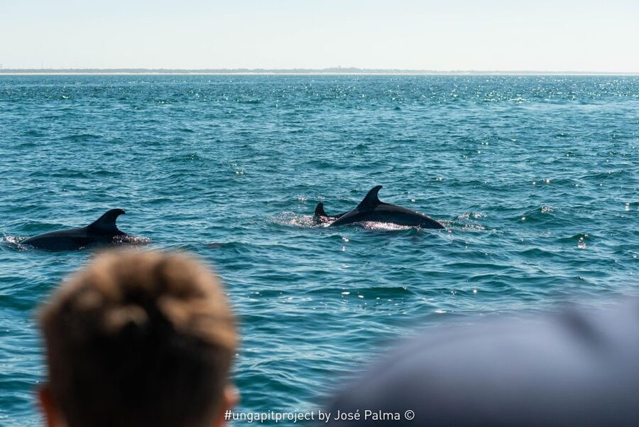 Setúbal: Dolphin Watching Boat Tour - Price and value: is $53 per person a fair deal?