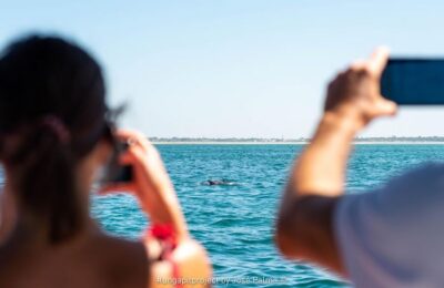 Setúbal: Dolphin-Watching Boat Tour - Arrábida and Troia views you’ll still remember if dolphins are late