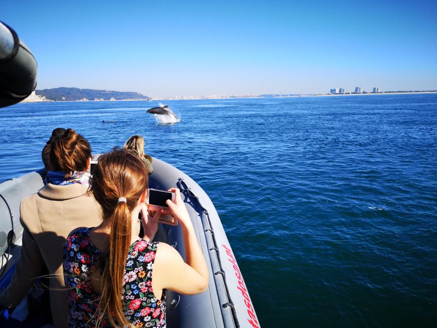 Setúbal: Dolphin Watching Boat Tour - The dolphin-watching part: how close you might get