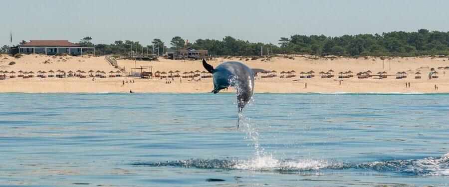 Setúbal: Dolphin Watching Boat Tour - The speedboat experience: modern, comfortable, and built for viewing