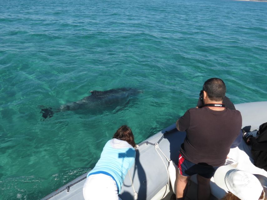 Setúbal: Dolphin Watching Boat Tour - What the guide actually does (and why it’s worth caring)
