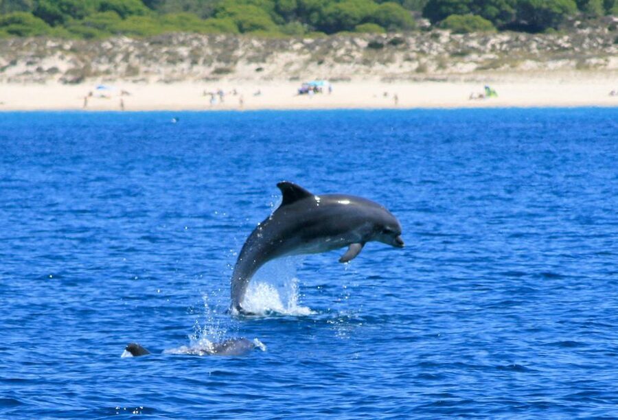 Setúbal: Dolphin Watching Boat Tour - Swim time: when the tour lets you get in the water
