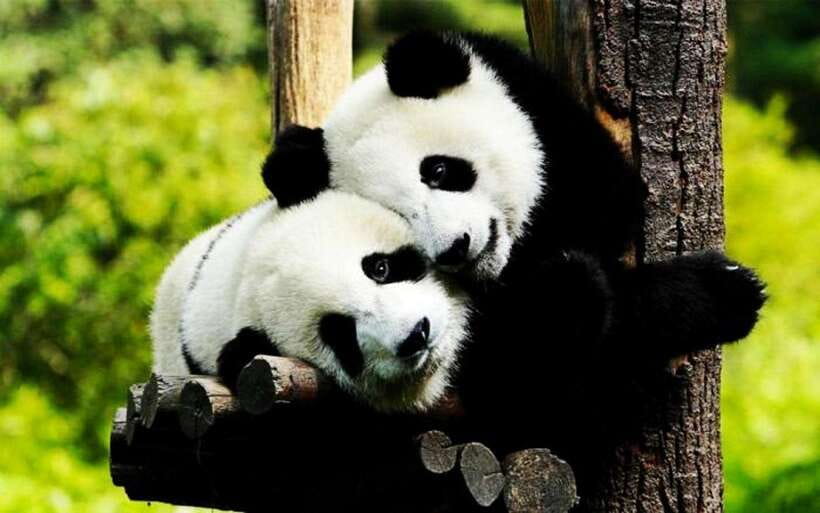 Shanghai: Zoo and Zhujiajiao Water Town Tour with Boat Ride - Key highlights at a glance