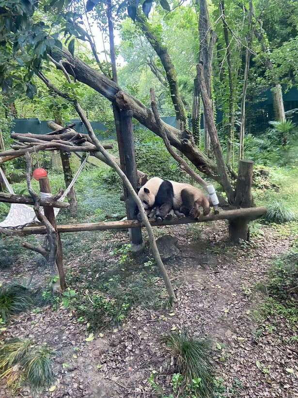 Shanghai: Zoo and Zhujiajiao Water Town Tour with Boat Ride - Zhujiajiao markets: souvenirs, local crafts, and street food choices