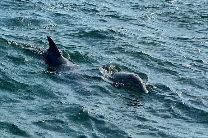 Shell Island Dolphin Sightseeing Boat Tour in Panama City Beach - Comfort, Seating, and Practical Stuff That Actually Matters