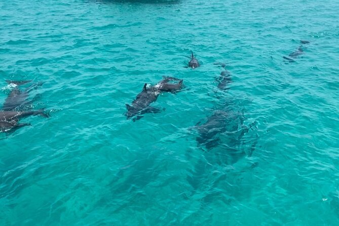 Shell Island Dolphin Sightseeing Boat Tour in Panama City Beach - Price and Value: Why $40 Can Feel Like a Bargain Here