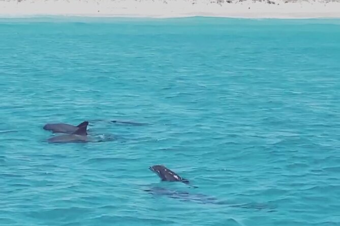 Shell Island Dolphin Sightseeing Boat Tour in Panama City Beach - When You’ll Enjoy It Most (and When You Might Not)