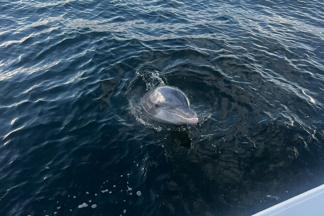 Shell Island Dolphin Sightseeing Boat Tour in Panama City Beach - Tips to Get the Best Experience With Minimal Hassle