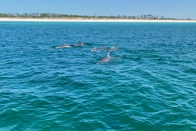 Shell Island Dolphin Sightseeing Boat Tour in Panama City Beach - Should You Book This Panama City Beach Dolphin Cruise?