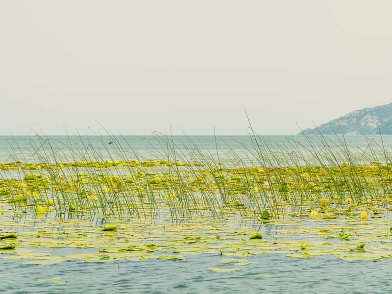 Short Skadar Lake Boat Tour to Morača River with Drinks - The Willow-Reed Channel: Where the Boat Feels Like It’s Gliding
