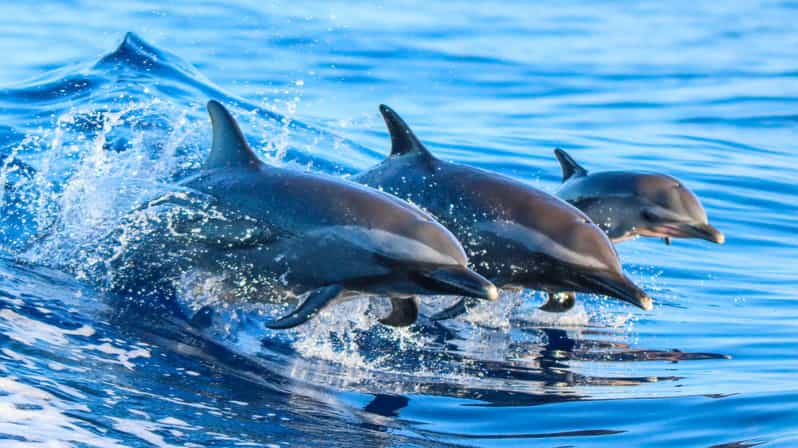 Side: Dolphin Island Boat Trip with Lunch & Unlimited Drinks - Hotel Pickup: Why It’s the Best Part for Most People