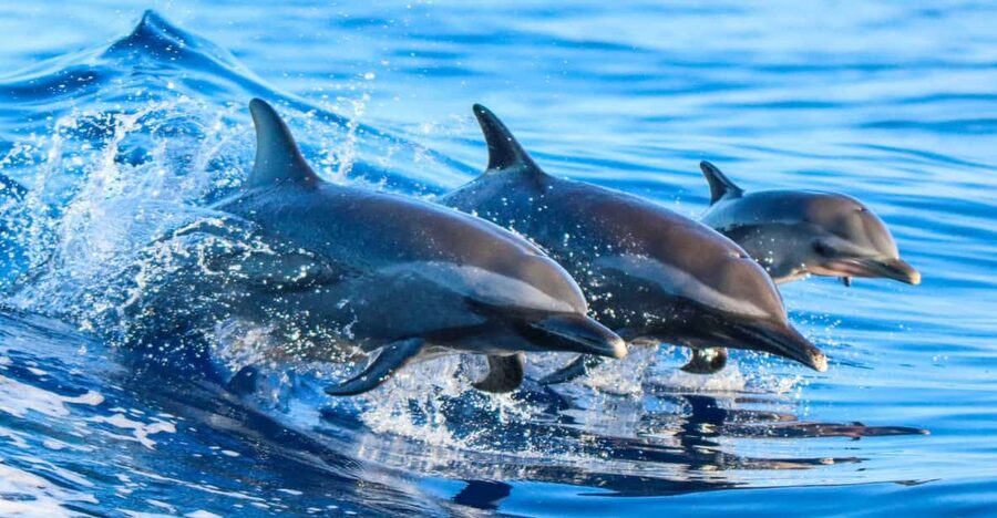Side: Dolphin Island Boat Trip with Lunch & Unlimited Drinks - Manavgat River Swim Stop: Cool Water Meets Warm Sea