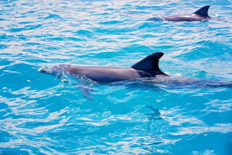Side: Pirate Boat Trip with Lunch & Swimming Stops - Price and value: why $29 is a strong deal