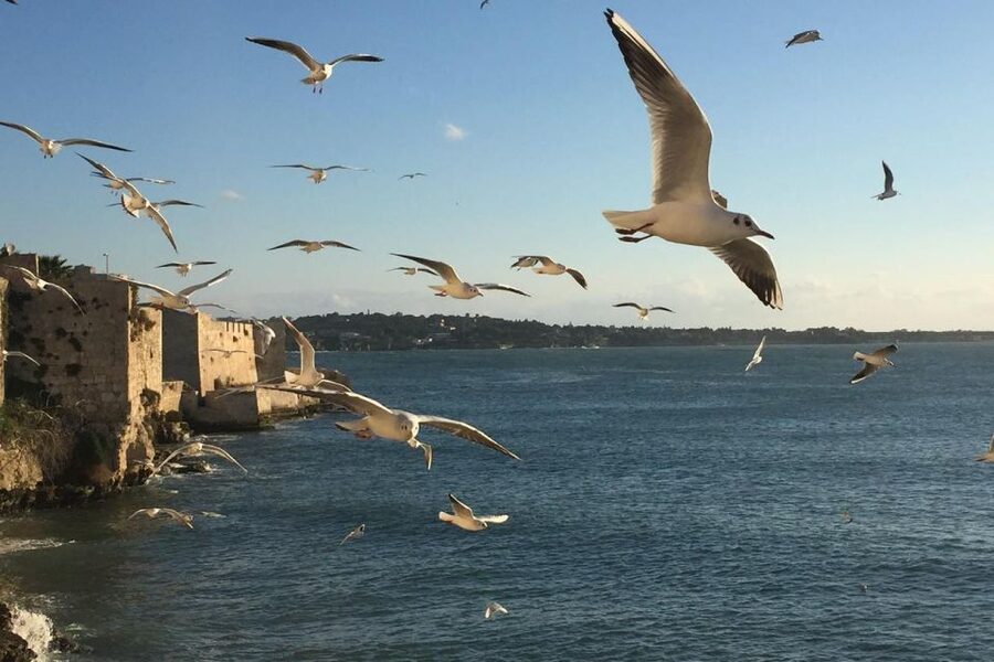 Siracusa: Ortygia Island Boat Tour with Grotto Visit - Sea caves and grotto stops: stalactites, stalagmites, and the Ear of Dionysius