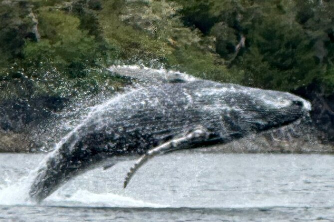 Small Group Boat Tour of Sitka - Tongass National Rainforest waters: where salmon and waterfalls fit in