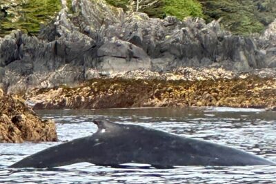 Small Group Boat Tour of Sitka - Meet at 330 Harbor Dr and get a real start fast