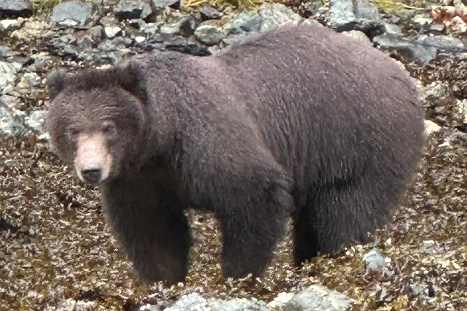 Small Group Boat Tour of Sitka - Bald eagles, otters, and sea lions: the easy-to-love trio